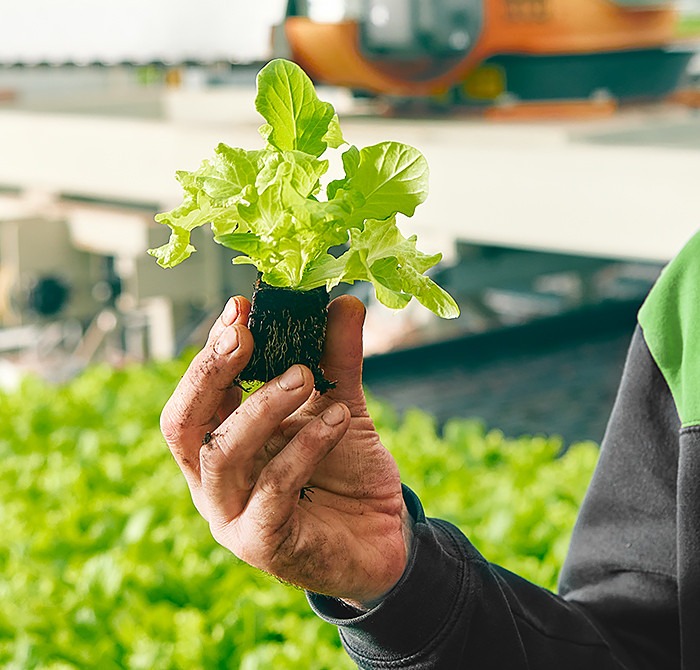 deliscious market growth